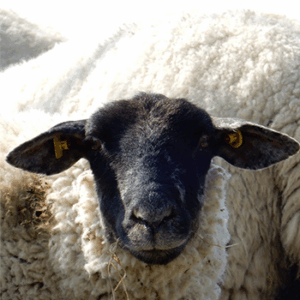 Sheep (Black Head)